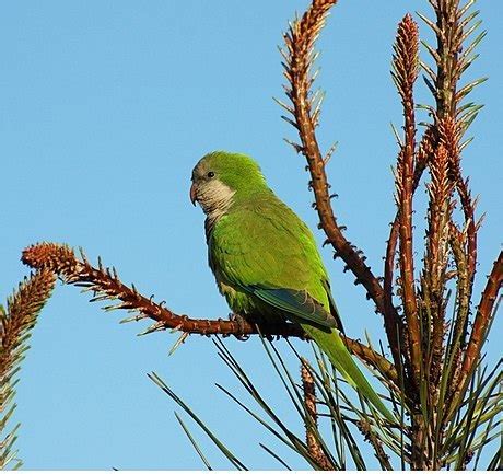 parrots zaragoza|Monk Parakeet (GTM Research Reserve Bird Guide) · iNaturalist.